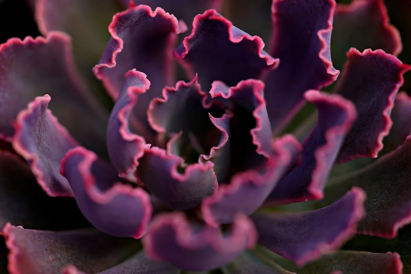Succulent Vertical Garden
